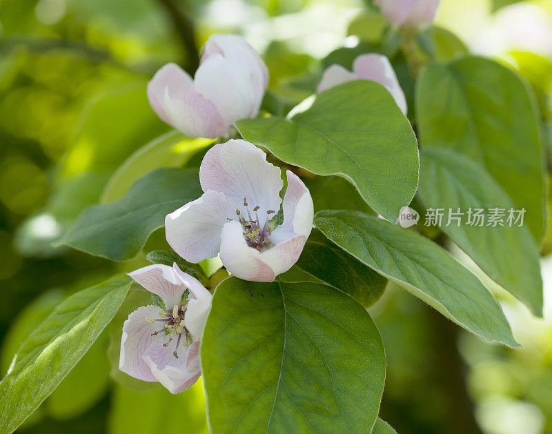 木瓜春天开花(Cydonia oblonga)